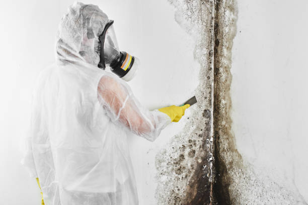Best Mold Remediation  in Kirbyville, TX