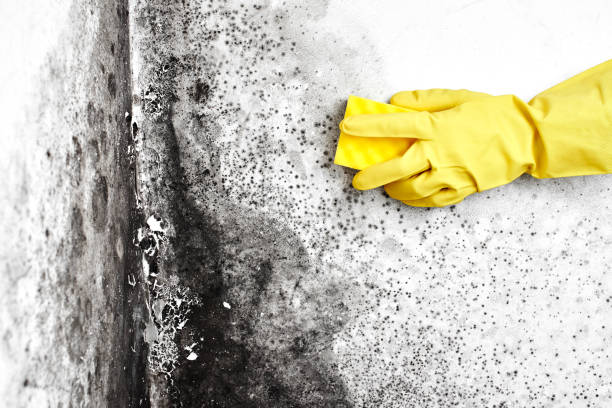 Best Professional Mold Removal  in Kirbyville, TX