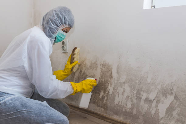 Best Mold Removal and Inspection  in Kirbyville, TX