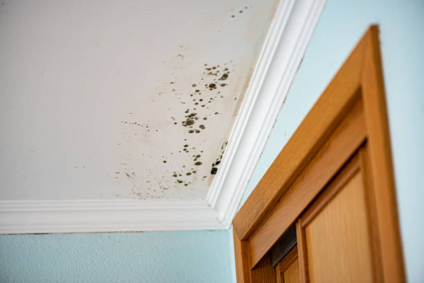 Best Mold Cleaning Services  in Kirbyville, TX