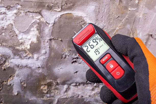 Best Mold Removal Company Near Me  in Kirbyville, TX