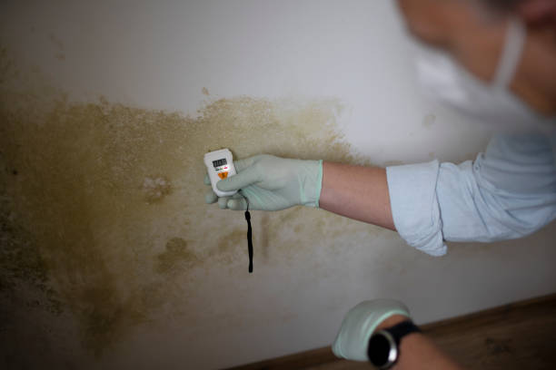 Best Mold Damage Repair  in Kirbyville, TX