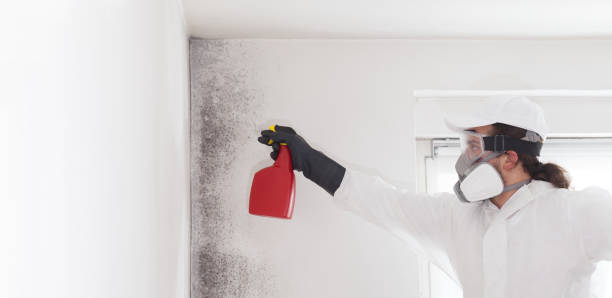Best Mold Cleaning Services  in Kirbyville, TX