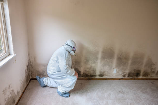 Best Mold Testing  in Kirbyville, TX