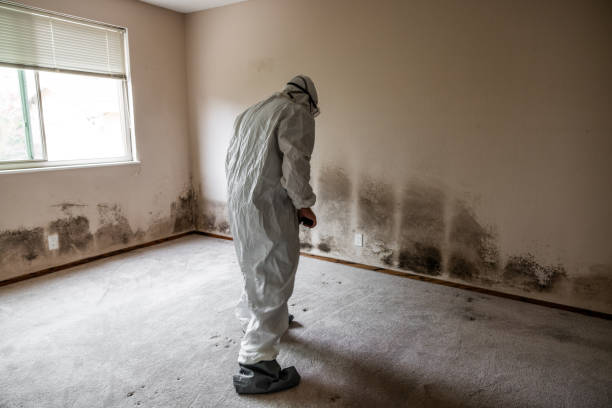 Best Mold Removal Near Me  in Kirbyville, TX