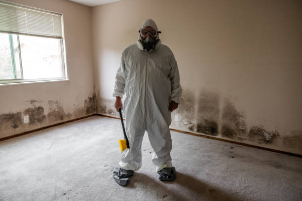 Best Professional Mold Removal  in Kirbyville, TX