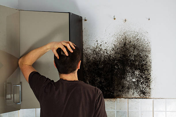 Best Certified Mold Removal  in Kirbyville, TX