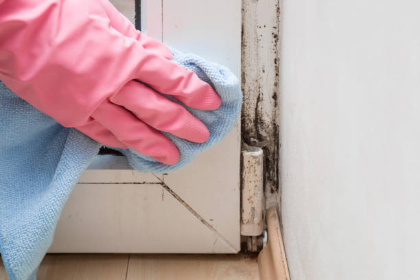 Best Attic Mold Removal  in Kirbyville, TX