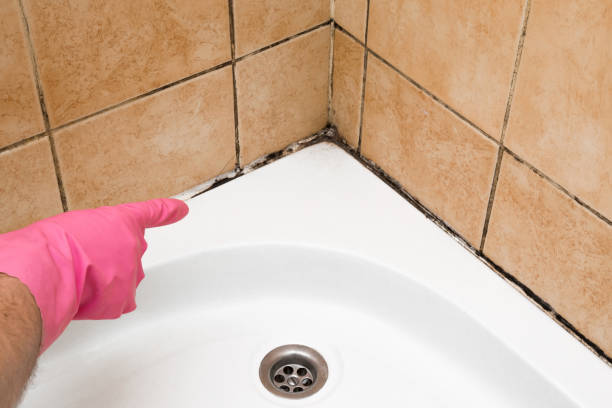 Best Home Mold Removal  in Kirbyville, TX